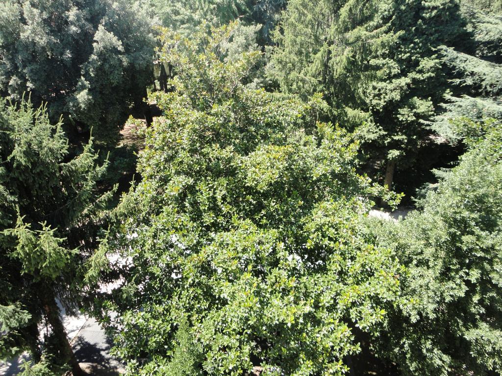 Villa Altieri ألبانو لاتسيالي المظهر الخارجي الصورة